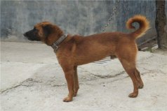中國十大獵犬：生性兇猛，看家護(hù)院好幫手