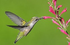 世界上最有趣的動物：蜂鳥向后飛，木蛙會自我冰封