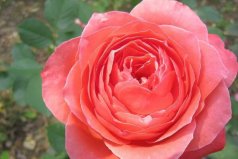 世界傳統(tǒng)四大切花：月季、菊花占據(jù)前兩名