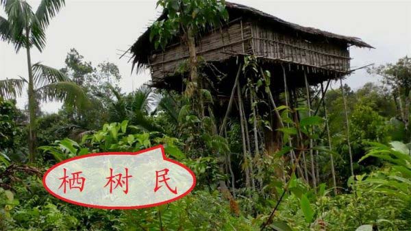世界“最神秘”的部落：科羅威人居住在樹(shù)上，以狩獵為生