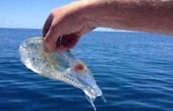 比海水還要清澈的魚：樽海鞘全身透明，抓到趕緊放生