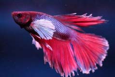 世界上最美麗的魚：它們個個高顏值，美若仙子！