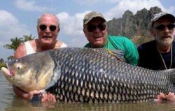世界上最大的鯉魚(yú)，泰國(guó)大鯉魚(yú)重達(dá)226斤