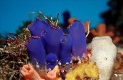 世界上長得最像植物的動(dòng)物，海鞘會(huì)吃掉自己的大腦
