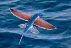 世界上有什么魚會飛？飛魚能在水面滑翔400米遠(yuǎn)