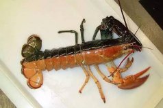 盤點世界24種顏色奇葩的生物，讓人眼界大開！