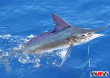 海洋中十大速度最快的動物：飛魚上榜，馬林魚獲得冠軍！