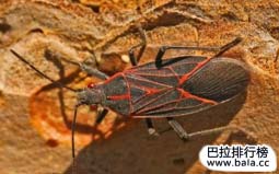 最喜歡曬太陽的10種動(dòng)物：海龜上榜，第一是西方緣蝽