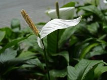 世界十大凈化空氣植物，家中裝修必備植物！