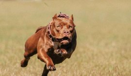 世界最有名的惡犬是哪種？世界十大惡犬排名