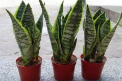 院子里養(yǎng)什么花聚財？院子里養(yǎng)這十種花卉植物