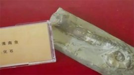 世界上發(fā)現(xiàn)最早的多細(xì)胞生物，淮南蟲7.4億年前已經(jīng)形成