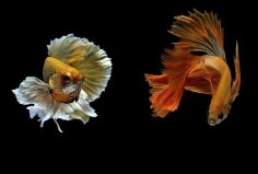 世界10大最好看的熱帶魚：小丑魚上榜，泰國斗魚奪冠