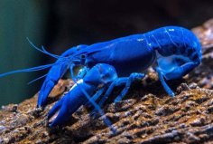 世界上最貴的20種海鮮，吃過2種以上算是土豪