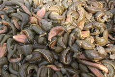 世界十大吸血動物：吸血蝙蝠上榜，螞蟥居第一位
