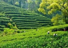 世界十大茶葉生產(chǎn)國排行榜，錫蘭紅茶聞名世界