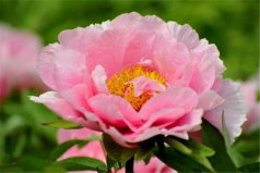 世界上十種最美的花：玫瑰花上榜，牡丹花居首