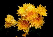 世界上最純潔的花，菊花代表堅(jiān)貞不屈的精神