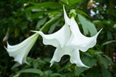 十大寓意不幸的花：曇花、水仙花雙雙入榜