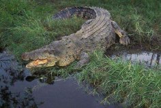 陸地上最厲害十大動(dòng)物：灣鱷、北極熊均上榜