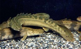 世界上最漂亮的恐龍魚(yú)，有著水中活化石美譽(yù)
