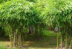世界上長(zhǎng)得最快的植物：竹子一天可長(zhǎng)高1米