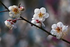 世界十大最香的盆栽花卉：梅花、梔子花雙雙上榜