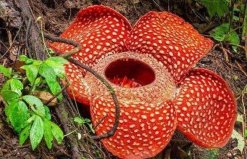 世界上最大的花：大王花最大花徑1米，重量7.5千克