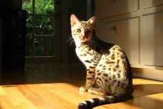 全球10大罕見雜交動物：虎皮貓上榜，你見過嗎？