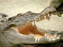 世界上最強(qiáng)的動(dòng)物：鱷魚攻擊力強(qiáng)，智商超群！