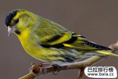 全球十大最受歡迎、最熱門的寵物鳥，黃雀奪冠