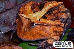 世界體型最大的五種蛙類排名：非洲巨蛙當之無愧奪魁