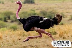 世界上體型最大的十大鳥類排名：鴕鳥奪冠！