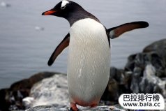 世界上速度最快、能力最強(qiáng)的鳥類大集合