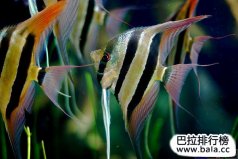 十大最常見的經(jīng)典淡水觀賞魚，你養(yǎng)過(guò)哪幾種？