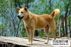 農(nóng)村四大惡霸動(dòng)物，家鵝是著名的農(nóng)村三大惡霸之一