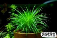 十大美麗的陽性水草：迷你谷精排榜首，你有養(yǎng)嗎？