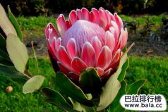十大唯美的幾何對稱植物：水浮蓮上榜，帝王花居首
