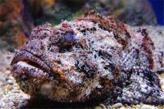 全球10大劇毒動(dòng)物：石頭魚、藍(lán)環(huán)章魚雙雙入榜