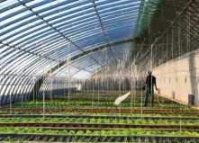 中國十大蔬菜種植基地：張北縣第二，壽光第一