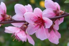 鎮(zhèn)宅最吉利的三種花：桃花、君子蘭位列前兩名