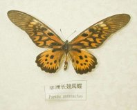 世界上最毒的蝴蝶，非洲長翅鳳蝶可毒死6只家貓