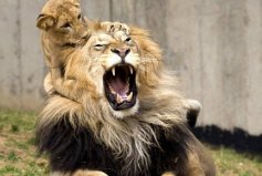 世界上10大最兇猛危險的動物，獅子大象雙雙入榜