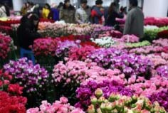 中國(guó)十大花木交易市場(chǎng)，昆明斗南花景區(qū)排在第一名
