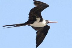 哪些鳥屬于國家保護(hù)動物？中國十大保護(hù)鳥類動物