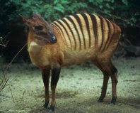 世界10大神奇動物：皇霸鹟上榜，你見過幾種？