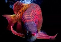 世界10大最昂貴的觀賞魚，血紅魚價值超400萬元