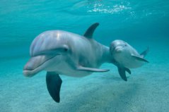世界上聽力最好的動物排名，海豚大象位列前兩名