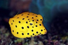 地球上10大最古怪的魚類：點斑箱鲀上榜，你見過幾種？