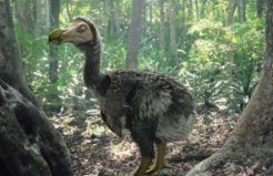 世界上最貴的鳥(niǎo)類(lèi)化石，渡渡鳥(niǎo)化石價(jià)值440萬(wàn)美元